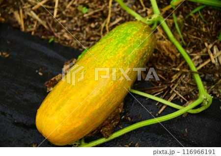 夏野菜 美味しい地キュウリ 116966191
