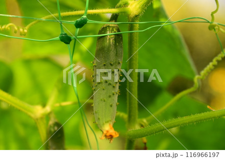 夏野菜 美味しい地キュウリ 116966197