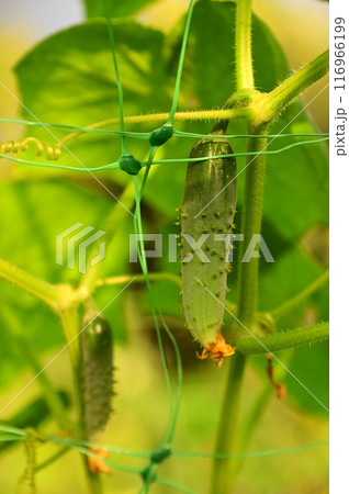 夏野菜 美味しい地キュウリ 116966199