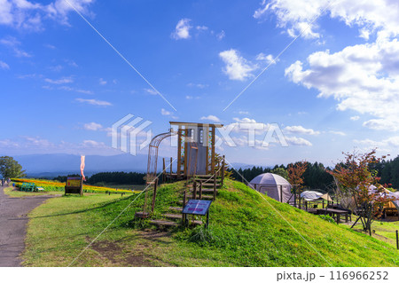 大自然を背景にキャンプ場風景とマリーゴールドの花「阿蘇くじゅう国立公園内　(くじゅう花公園)」 116966252