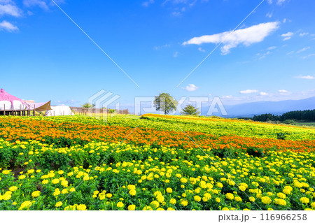 大自然を背景にマリーゴールドの花「阿蘇くじゅう国立公園内 (くじゅう花公園)」 大自然を背景にマリーゴールドの花「阿蘇くじゅう国立公園内 (くじゅう花公園)」 116966258