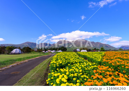 大自然を背景に遊歩道とマリーゴールドの花「阿蘇くじゅう国立公園内 (くじゅう花公園)」 大自然を背景に遊歩道とマリーゴールドの花「阿蘇くじゅう国立公園内 (くじゅう花公園)」 116966260