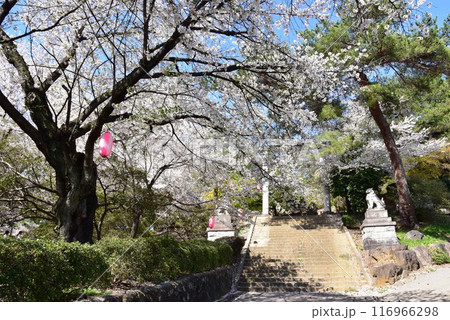 伊勢崎市　華蔵寺公園散策路と鳥居と満開桜 116966298