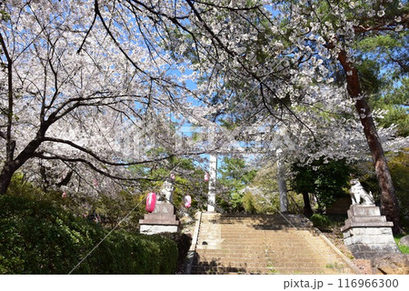 伊勢崎市　華蔵寺公園散策路と鳥居と満開桜 116966300