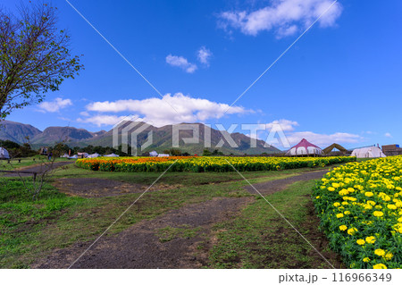 大自然くじゅう連山を背景に遊歩道とマリーゴールドの花「阿蘇くじゅう国立公園内 (くじゅう花公園)」 大自然くじゅう連山を背景に遊歩道とマリーゴールドの花「阿蘇くじゅう国立公園内 (くじゅう花公園)」 116966349