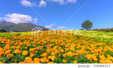 大自然くじゅう連山を背景に遊歩道とマリーゴールドの花「阿蘇くじゅう国立公園内 (くじゅう花公園)」 大自然くじゅう連山を背景に遊歩道とマリーゴールドの花「阿蘇くじゅう国立公園内 (くじゅう花公園)」 116966353
