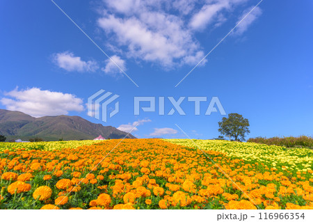 大自然くじゅう連山を背景に遊歩道とマリーゴールドの花「阿蘇くじゅう国立公園内　(くじゅう花公園)」 116966354