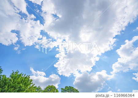夏の雲と木立 116966364