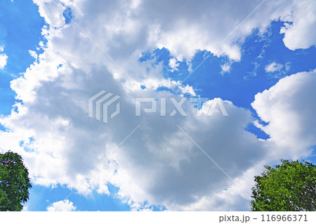 夏の雲と木立 116966371