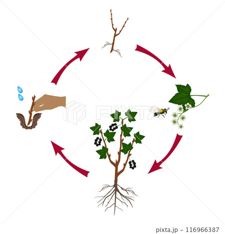 Cycle of a currant plant growth isolated on white background. 116966387