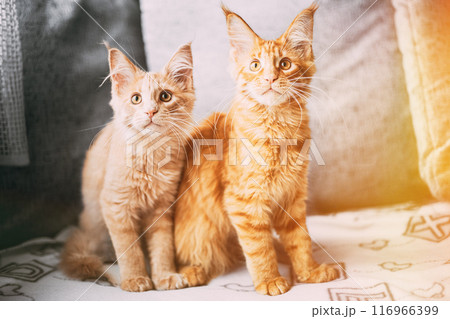 Two Funny Curious Young Red Ginger Maine Coon Kittens Cats Sitting At Home Sofa And Watching Closely. Coon Cats, Maine Cat, Maine Shag With Bright Light-red Cream Solid Fur Color. Amazing Pets Two Funny Curious Young Red Ginger Maine Coon Kittens Cats Sitting At Home Sofa And Watching Closely. Coon Cats, Maine Cat, Maine Shag With Bright Light-red Cream Solid Fur Color. Amazing Pets 116966399
