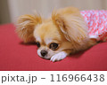 ペキチワ 116966438