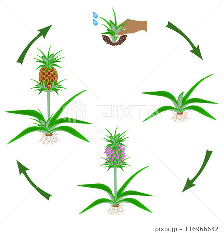 Life cycle of a pineapple plant on a white background. Life cycle of a pineapple plant on a white background. 116966632