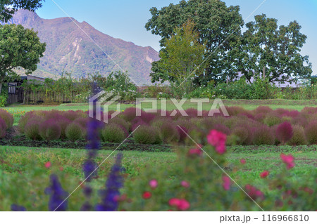 　花公園の遊歩道から観えるホウキギ(バッシア属)風景「くじゅう花公園」大分県竹田市 116966810