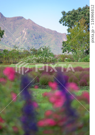 　花公園の遊歩道から観えるホウキギ(バッシア属)風景「くじゅう花公園」大分県竹田市 116966812