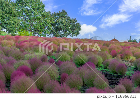 　花公園の遊歩道から観えるホウキギ(バッシア属)風景「くじゅう花公園」大分県竹田市 116966813