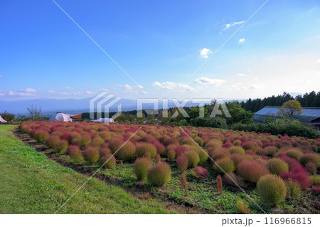 　花公園の遊歩道から観えるホウキギ(バッシア属)風景「くじゅう花公園」大分県竹田市 116966815