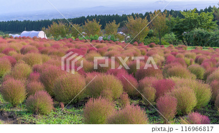 　花公園の遊歩道から観えるホウキギ(バッシア属)風景「くじゅう花公園」大分県竹田市 116966817