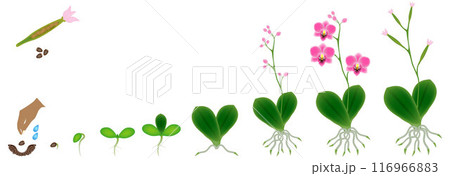 Cycle of growth of a plant of a orchid isolated on a white background. 116966883