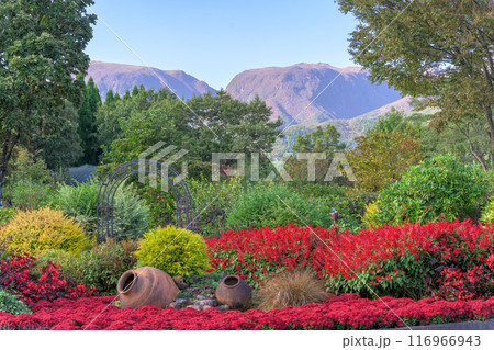 くじゅう連山を背景に遊歩道から観えるサルビアの花と新緑風景「くじゅう花公園」大分県竹田市 くじゅう連山を背景に遊歩道から観えるサルビアの花と新緑風景「くじゅう花公園」大分県竹田市 116966943