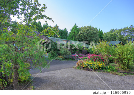 秋晴れの遊歩道風景「くじゅう花公園」大分県竹田市 秋晴れの遊歩道風景「くじゅう花公園」大分県竹田市 116966959