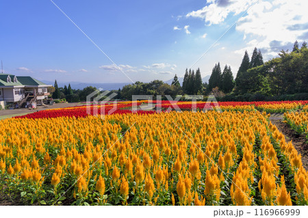 絶景みはらしの丘から観えるセロシア(ケイトウ属)とケイトウの花 風景「くじゅう花公園」大分県竹田市 絶景みはらしの丘から観えるセロシア(ケイトウ属)とケイトウの花 風景「くじゅう花公園」大分県竹田市 116966999