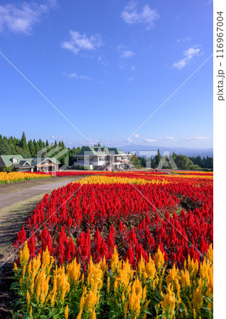 絶景みはらしの丘から観えるセロシア(ケイトウ属)とケイトウの花 風景「くじゅう花公園」大分県竹田市 絶景みはらしの丘から観えるセロシア(ケイトウ属)とケイトウの花 風景「くじゅう花公園」大分県竹田市 116967004