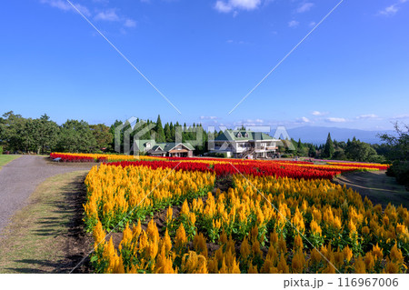 絶景みはらしの丘から観えるセロシア(ケイトウ属)とケイトウの花　風景「くじゅう花公園」大分県竹田市 116967006