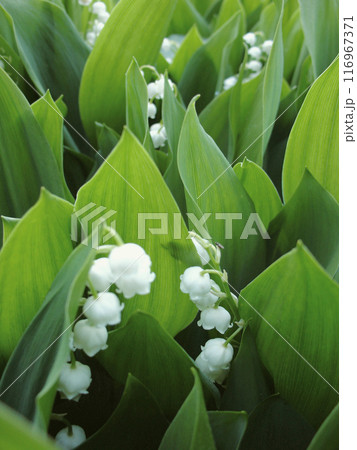 Close-up of lily of the valley, featuring delicate white bell-shaped flowers and lush green leaves in a shaded garden setting. 116967371
