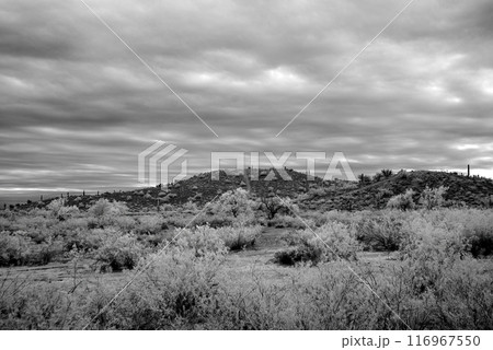 Sonora Desert Arizona in Infrared Sonora Desert Arizona in Infrared 116967550