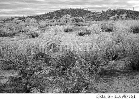 Sonora Desert Arizona in Infrared 116967551