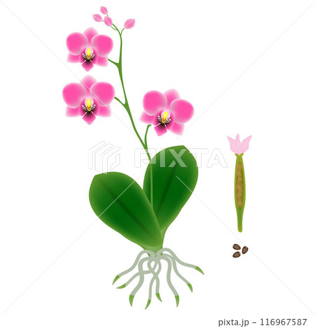 Part of an orchid plant isolated on white background. Part of an orchid plant isolated on white background. 116967587