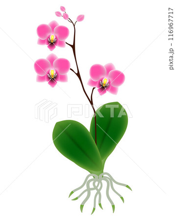 Orchid plant with roots isolated on white background. 116967717