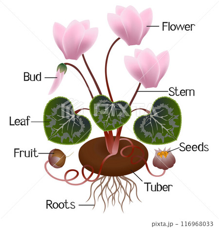 Parts of a cyclamen plant isolated on white background. Parts of a cyclamen plant isolated on white background. 116968033