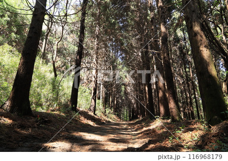 橘山 橘山 116968179