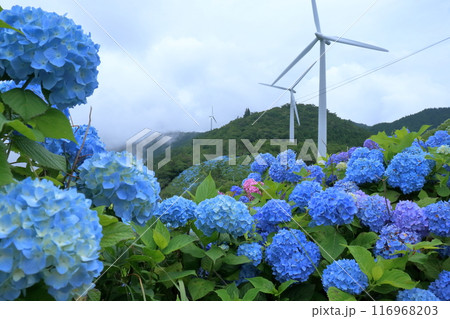 高原に咲くアジサイと風車 (徳島県 大川原高原) 高原に咲くアジサイと風車 (徳島県 大川原高原) 116968203