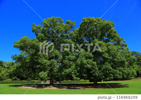 香川県 高松市 栗林公園 香川県 高松市 栗林公園 116968209