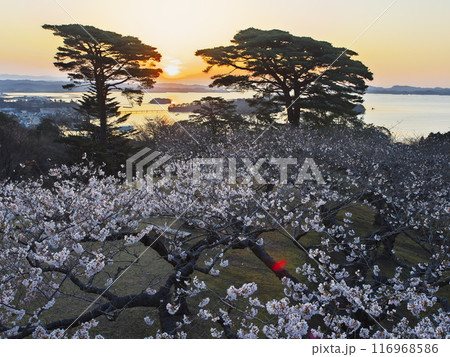桜満開の西行戻しの松公園から松島湾に登る太陽を臨む 116968586