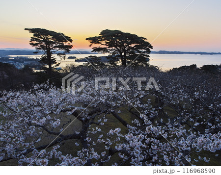 桜満開の西行戻しの松公園から夜明けの松島湾を臨む 116968590
