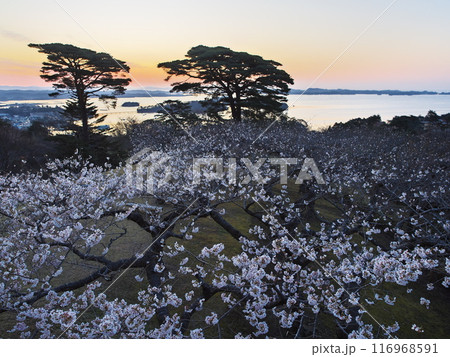 桜満開の西行戻しの松公園から夜明けの松島湾を臨む 116968591