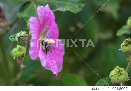 bee collects pollen from a rose bud bee collects pollen from a rose bud 116968605