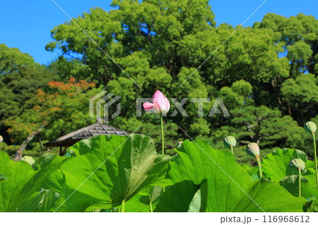 香川県 高松市 栗林公園の蓮の花 香川県 高松市 栗林公園の蓮の花 116968612