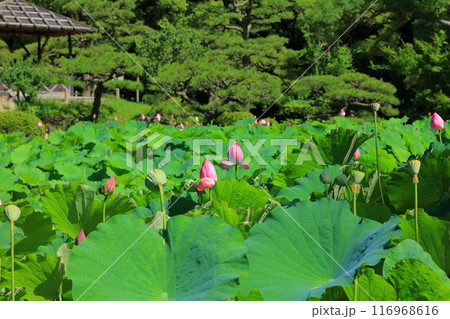 香川県 高松市 栗林公園の蓮の花 香川県 高松市 栗林公園の蓮の花 116968616