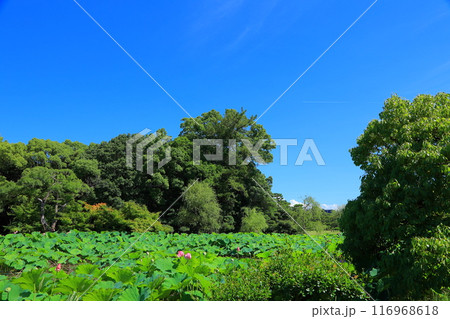 香川県 高松市 栗林公園の蓮の花 116968618