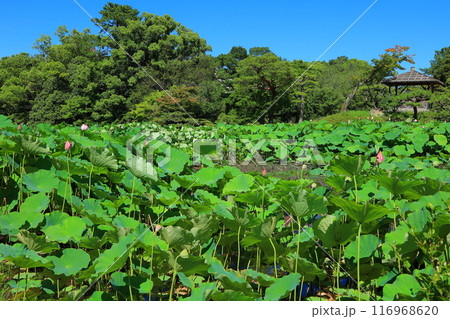 香川県 高松市 栗林公園の蓮の花 香川県 高松市 栗林公園の蓮の花 116968620