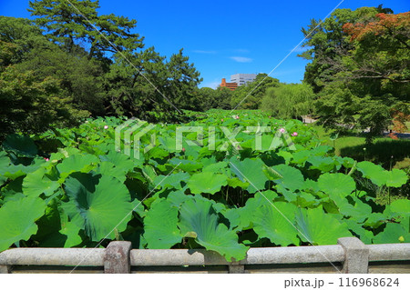 香川県 高松市 栗林公園の蓮の花 香川県 高松市 栗林公園の蓮の花 116968624