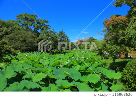 香川県 高松市 栗林公園の蓮の花 香川県 高松市 栗林公園の蓮の花 116968626
