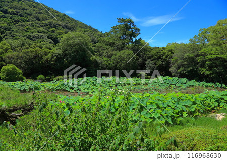 香川県 高松市 栗林公園の蓮の花 116968630