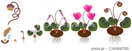 Cycle of growth of a plant of a cyclamen isolated on a white background. 116968700