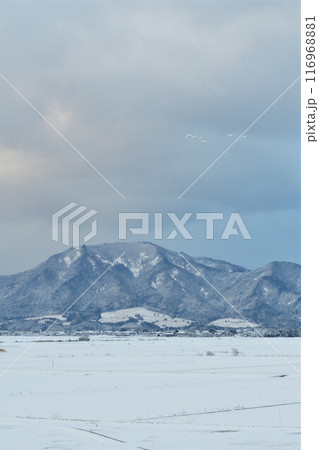 雪の弥彦山と角田山(新潟県) 雪の弥彦山と角田山(新潟県) 116968881